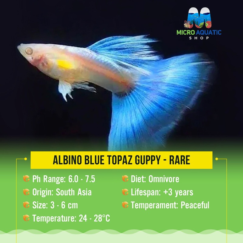 Albino Blue Topaz Guppy - Rare
