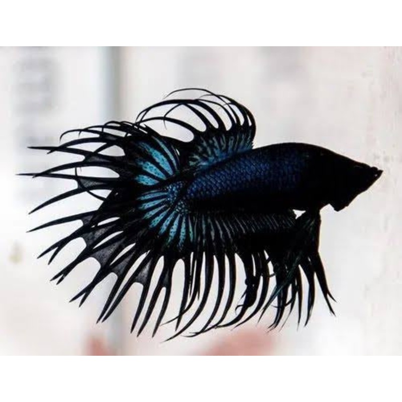 Black Orchid Crown Betta