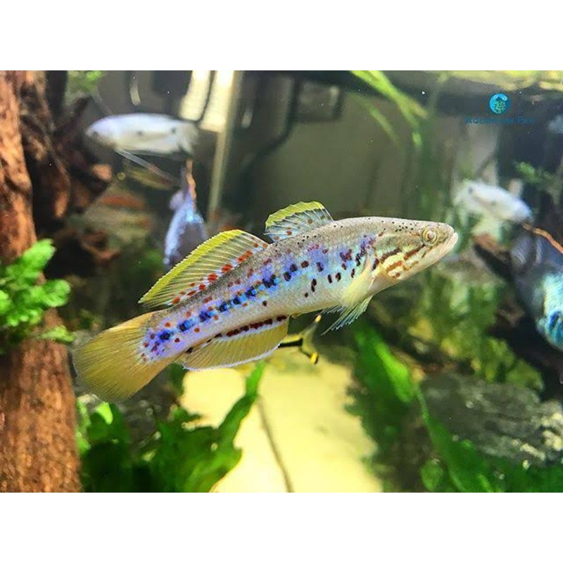 Native - Purple Spotted Gudgeon