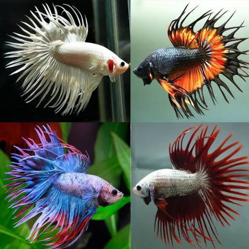 Premium Crown Male Betta