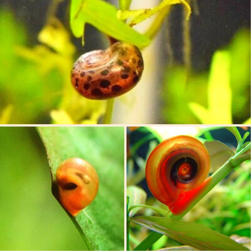 Ramshorn Snail Package (5 Red, 5 Leopard) 0.5-1cm