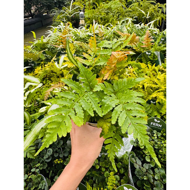 Terra-Autumn Fern DRYOPTERIS ERYTHOSORA