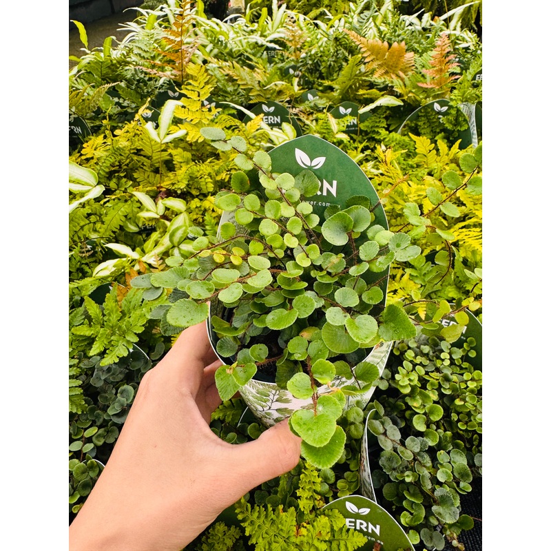 Terra- Button Fern PELLAEA ROTUNDIFOLIA