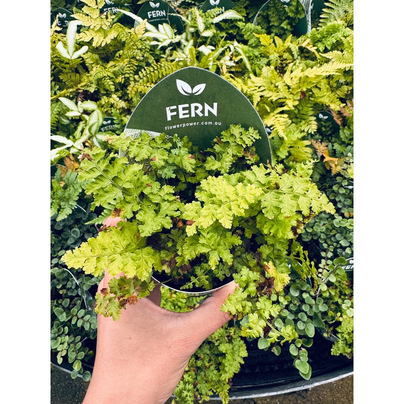 Terra- Fern Dryopteris Crispa Whiteside