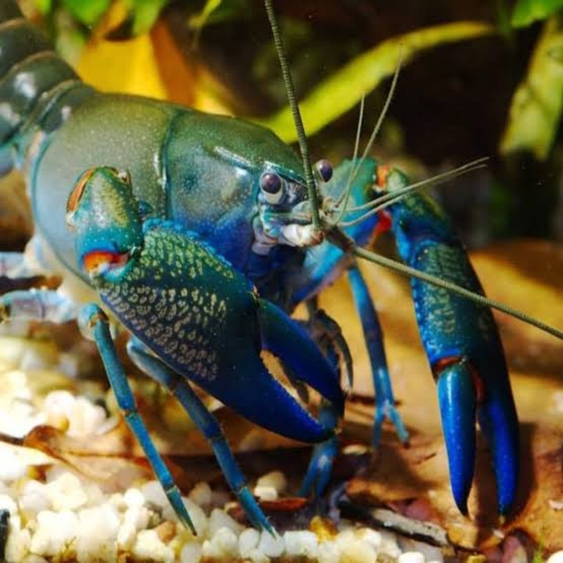 Yabbie  Blue Claw Yabby / Crayfish 4cm