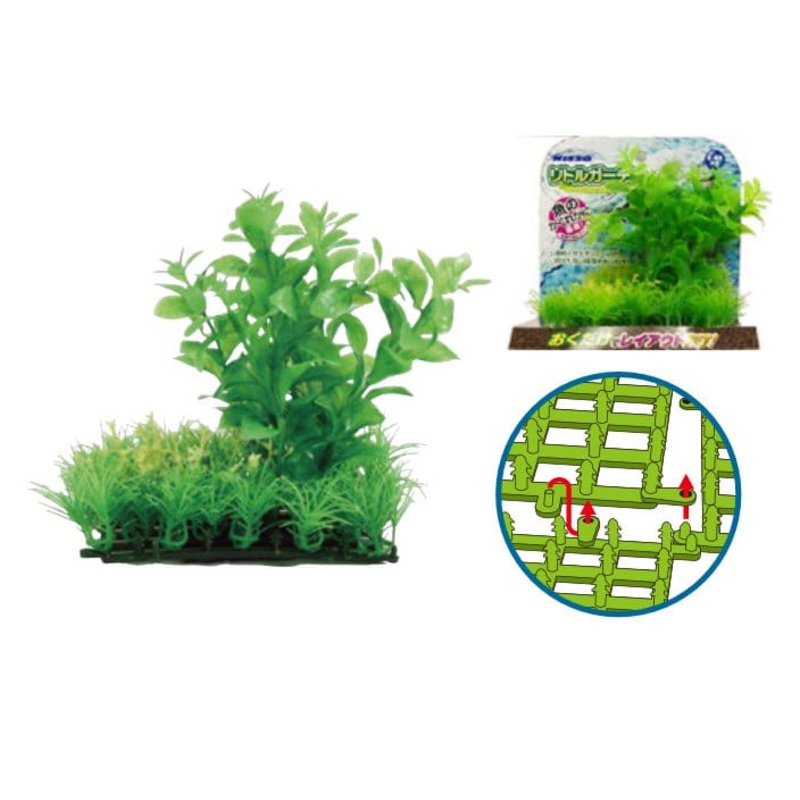 Nisso Little Garden Pennywort (NAP-501)