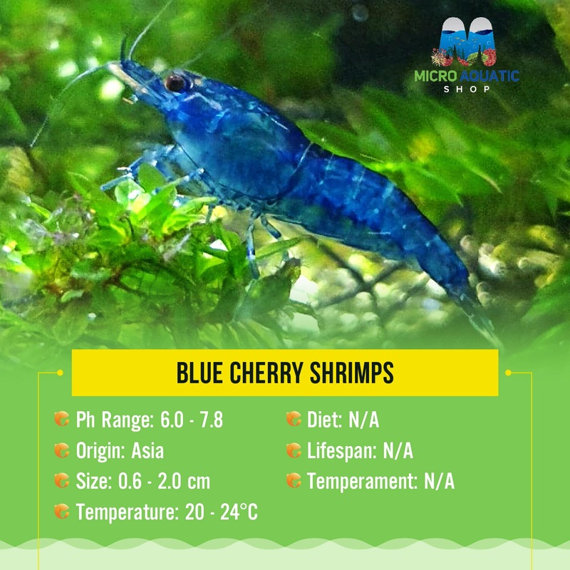 Blue Cherry Shrimps