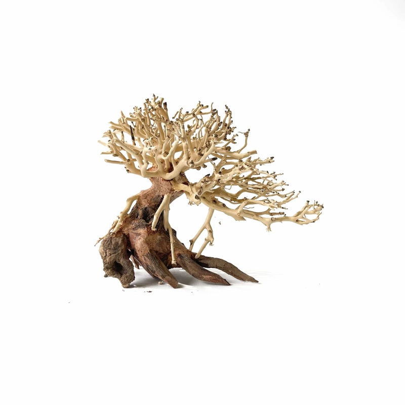 Masterpiece Bonsai Driftwood - 15 x 20 cm | S - 8