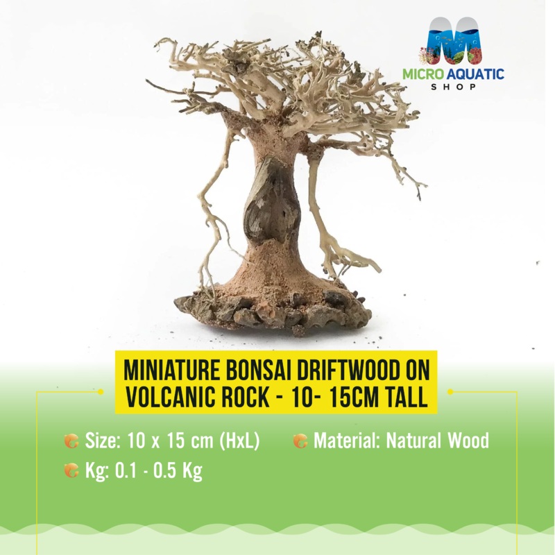 Miniature Bonsai Driftwood on Volcanic Rock - 10- 15cm Tall