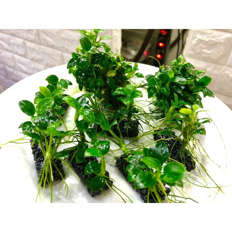 NutriPad- Nutrition base for Aquatic Plants ( Small )
