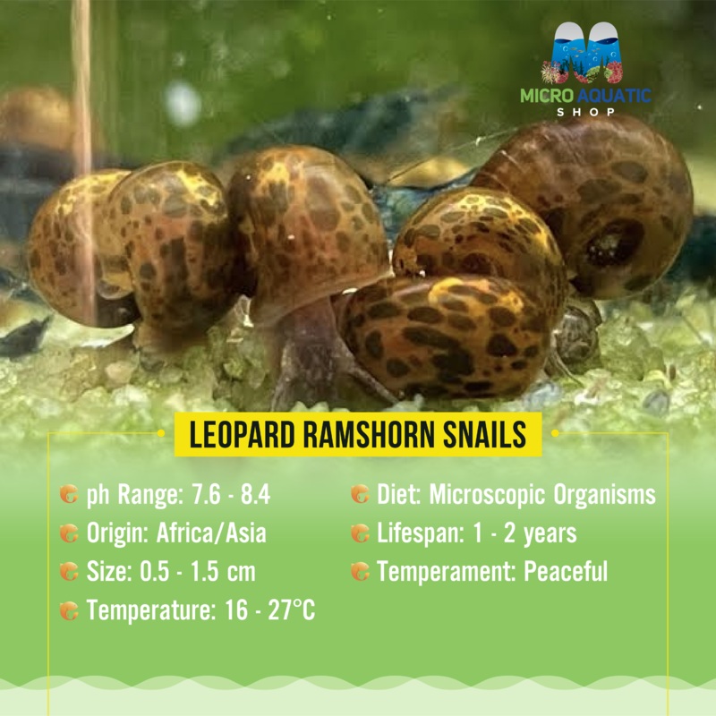 Ramshorn Snail - Brown Leopard