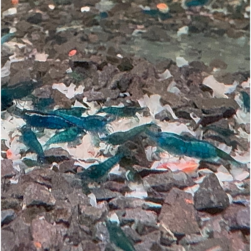 Shrimp Snow 50gr