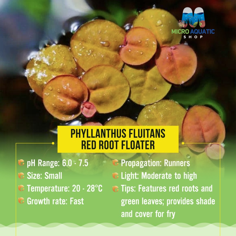 Special Super Red Floater
