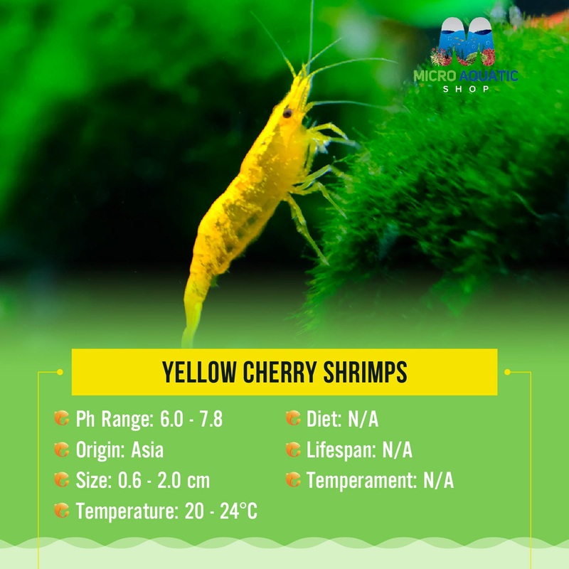 Yellow Cherry Shrimps