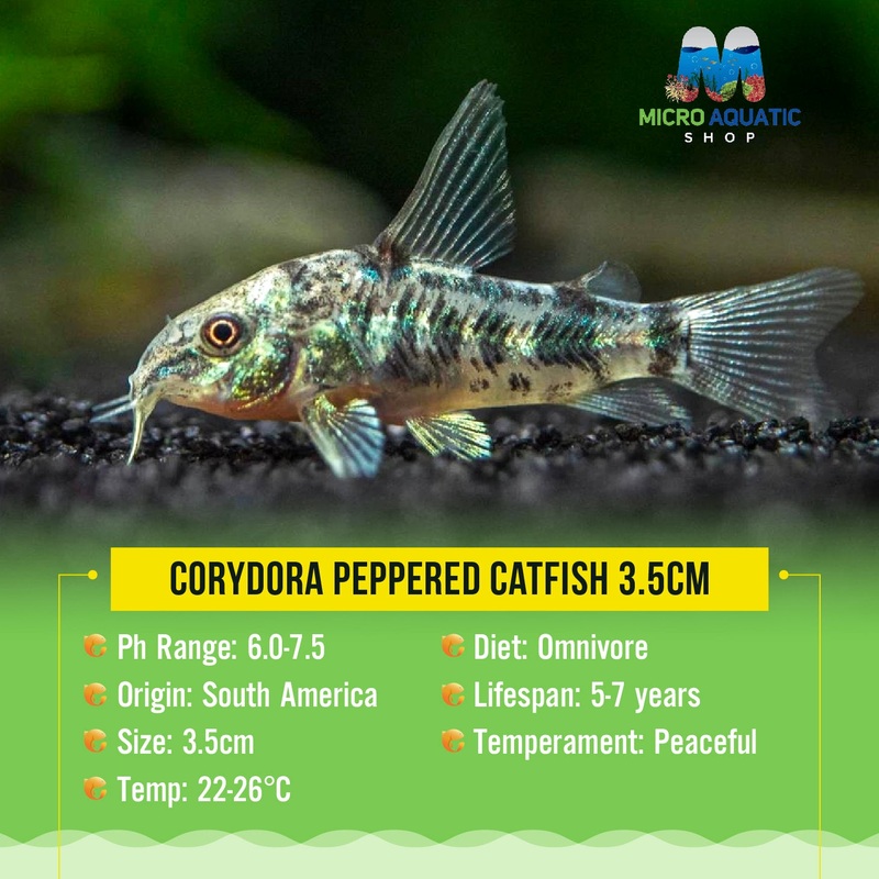 Buy 3 Get 1 Free - Corydora Peppered Catfish 2-3cm