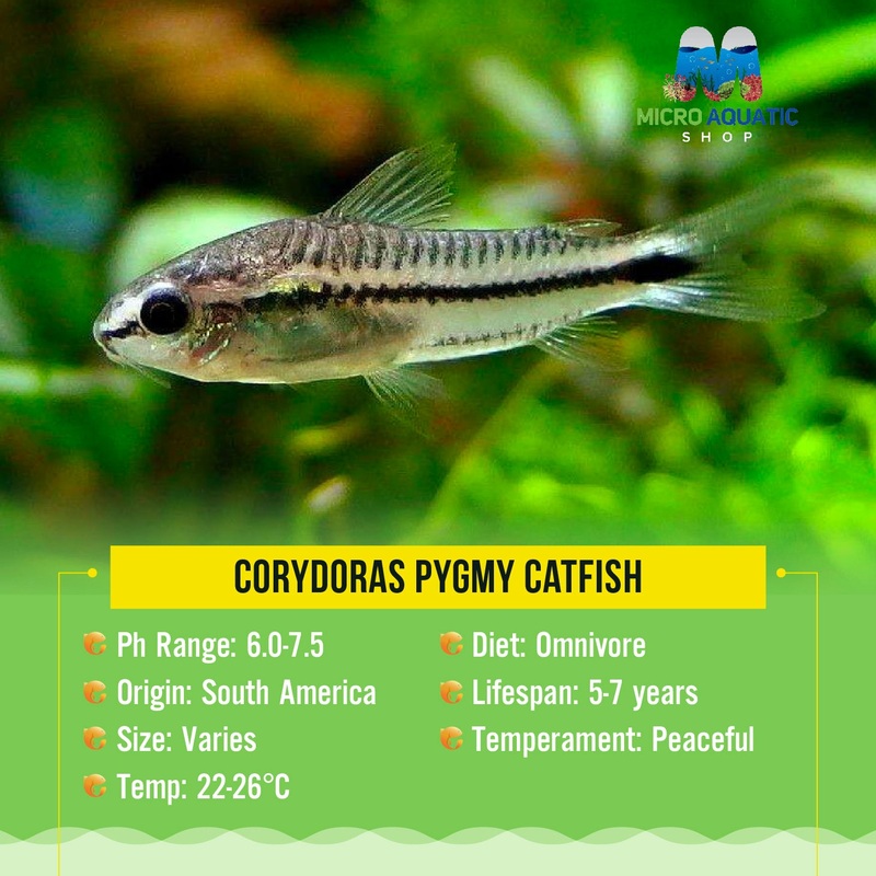 Buy 3 Get 1 Free Corydoras - Pygmy Catfish