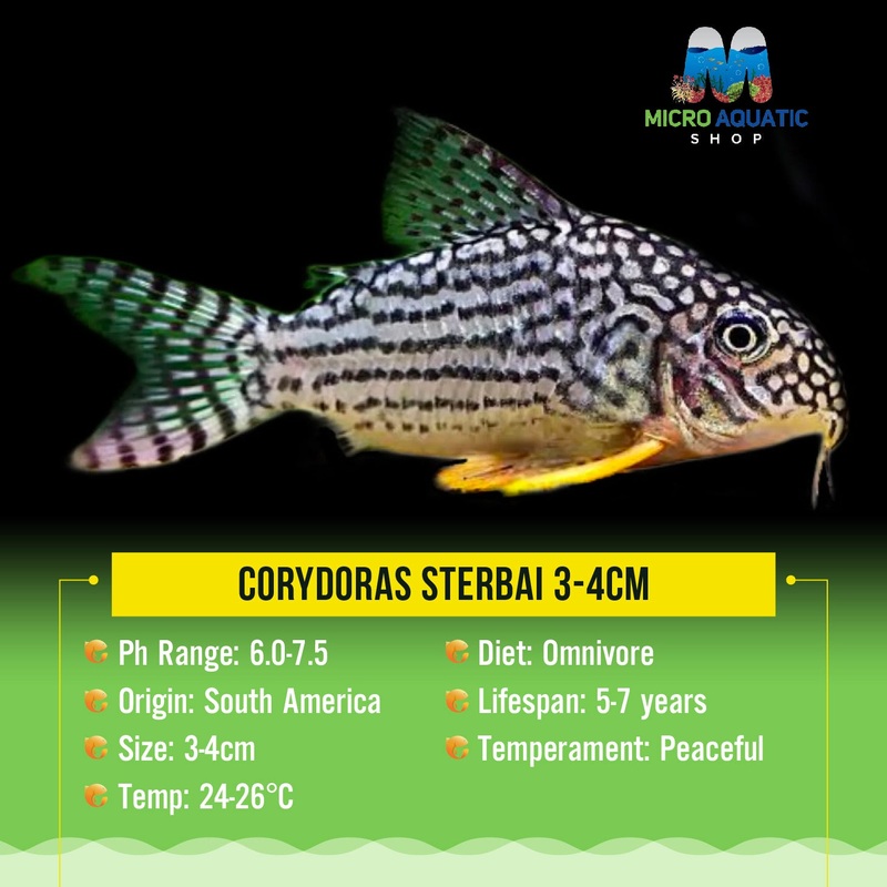 Corydoras Sterbai 2cm