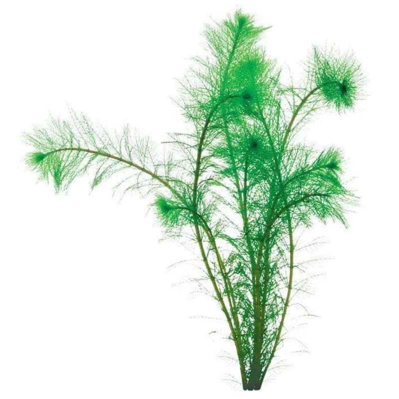 Filigree Milfoil