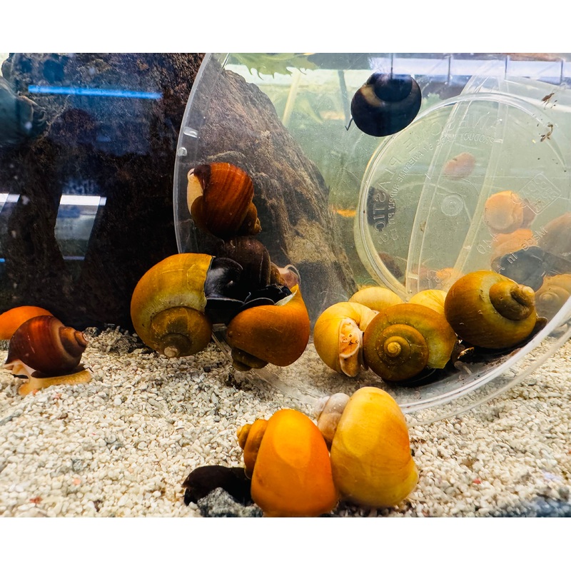 Flash Sale 4 x Assorted Mystery Snail
