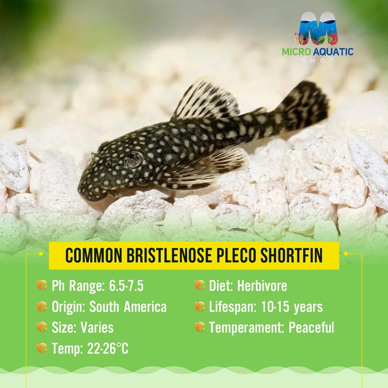 Flash Sale Algae Eater -Common Bristlenose