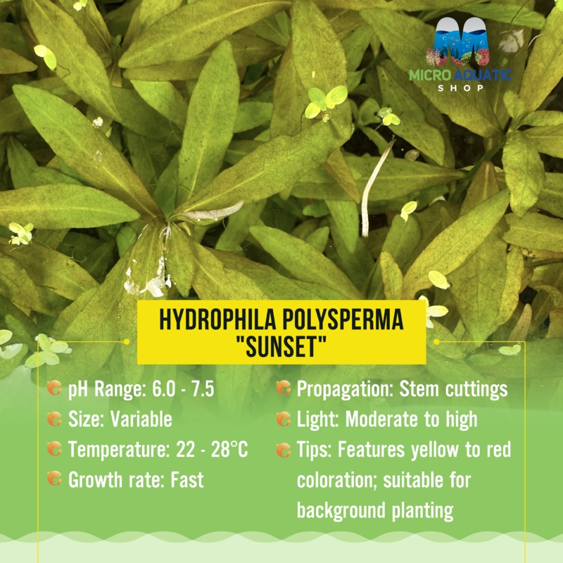 Hydrophila polysperma "Sunset"
