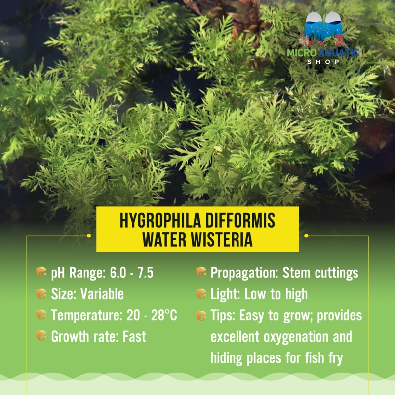 Hygrophila Difformis - Water Wisteria