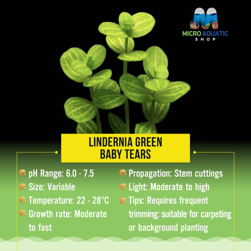 Lindernia green - Baby Tears