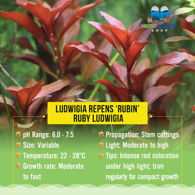 Ludwigia repens rubin - Ruby Ludwigia