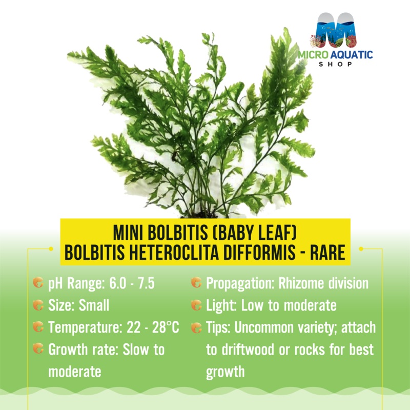 Mini Bolbitis (Baby Leaf) Bolbitis Heteroclita Difformis - Rare