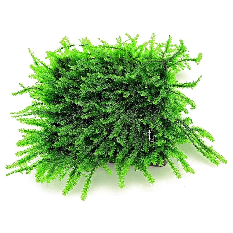 Pilotrichaceae sp. "Pilo moss"