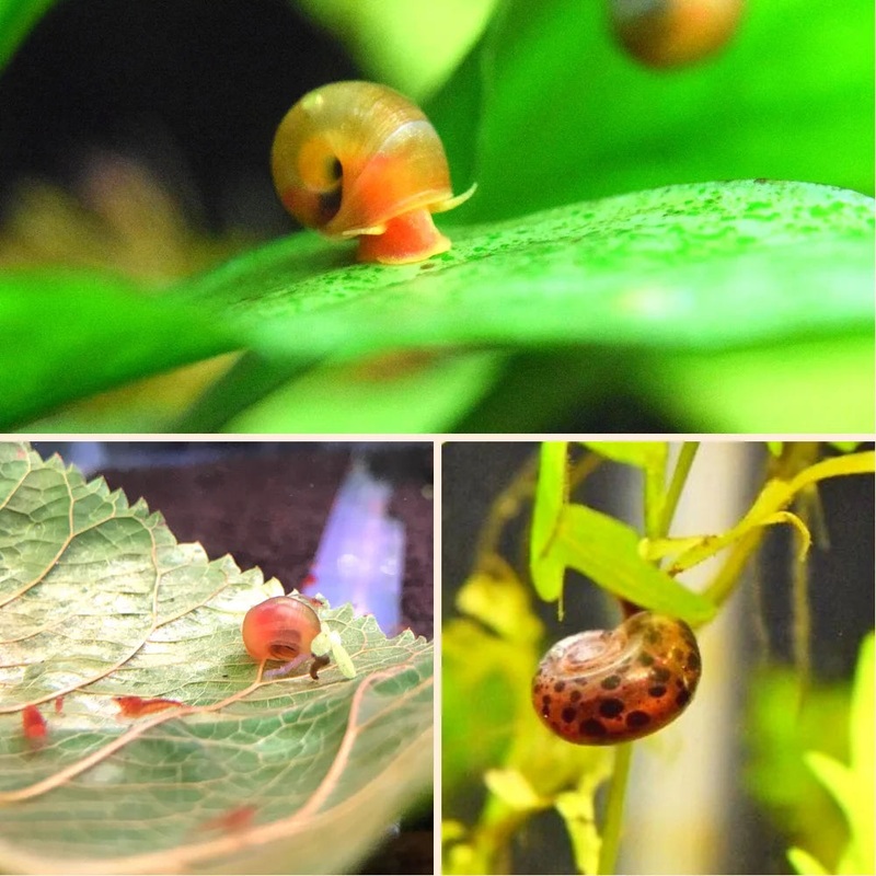 Ramshorn Snail Package (2 Red, 2 Leopard, 2 Pink ramshorn)