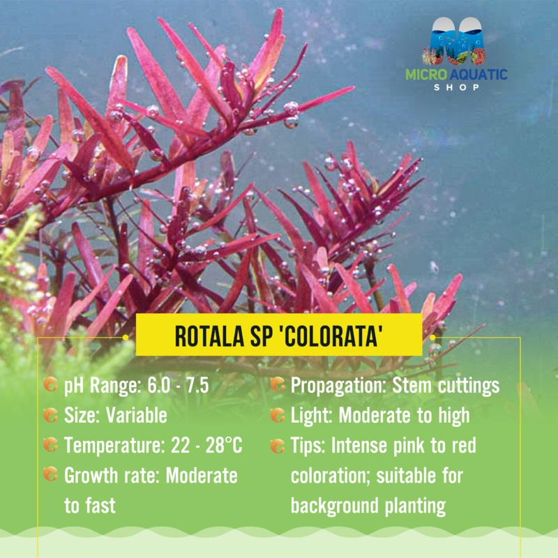 Rotala sp 'Colorata'
