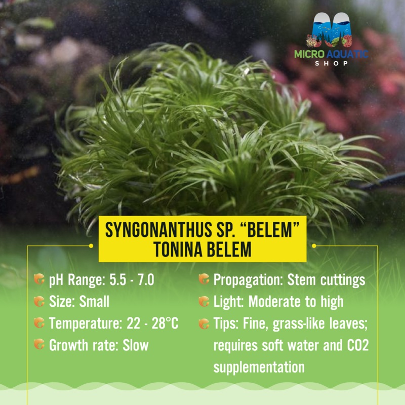 Syngonanthus sp. Belem - Tonina Belem