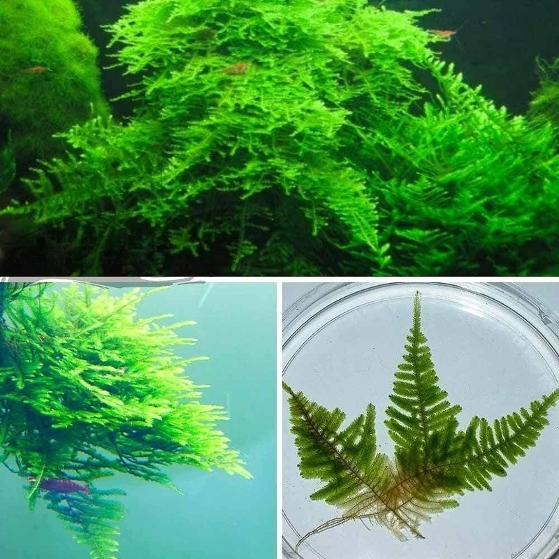 Taxiphyllum Alternans - Taiwan Moss