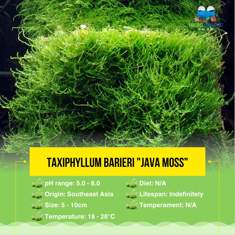 Taxiphyllum Barieri "Java Moss"