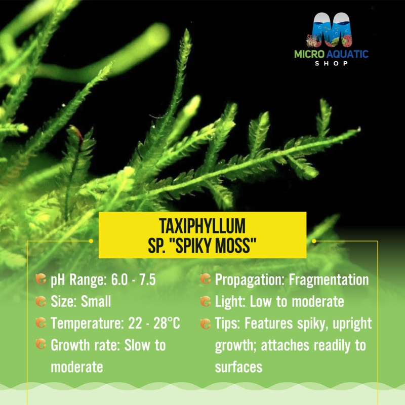 Taxiphyllum sp. "Spiky Moss"