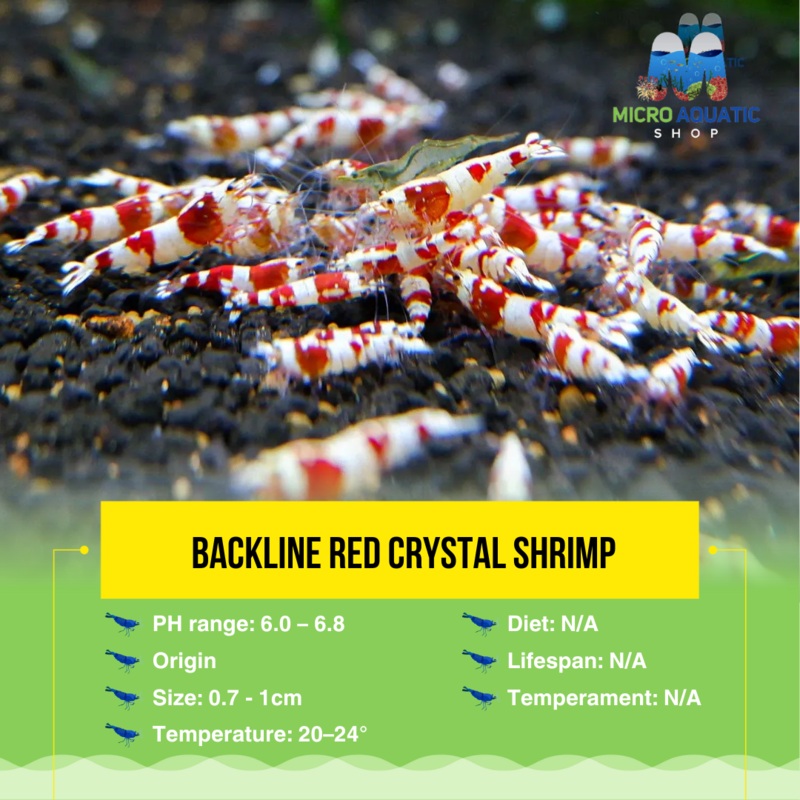 Backline Red Crystal Shrimp Medium - High Grade