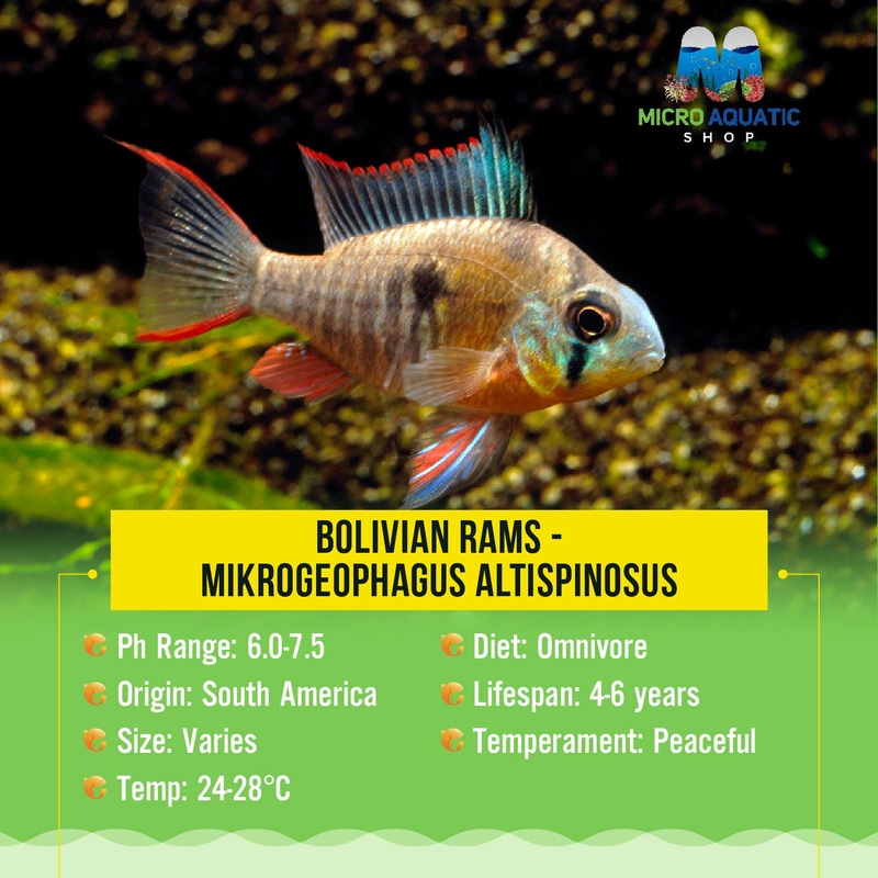 Bolivian Rams - Mikrogeophagus altispinosus