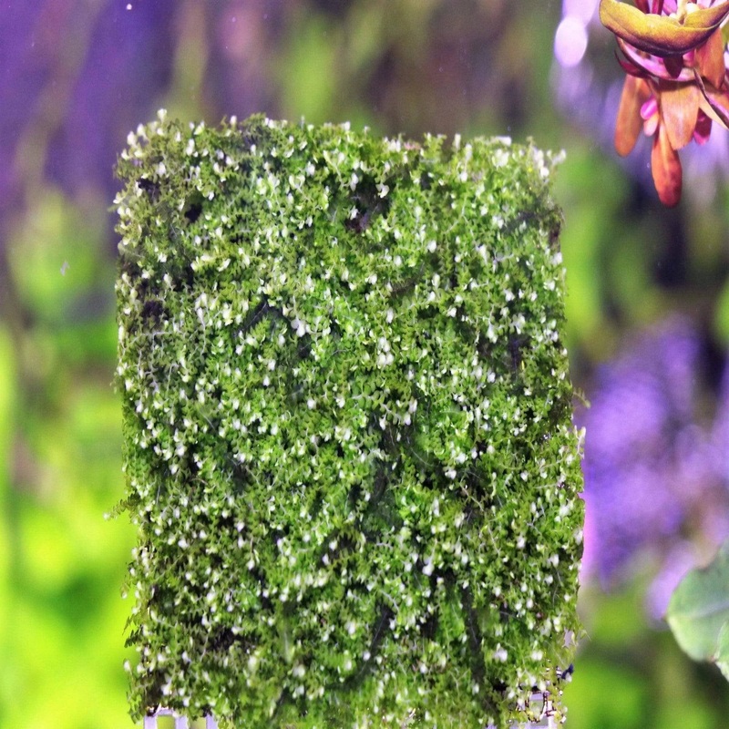 Buce Moss