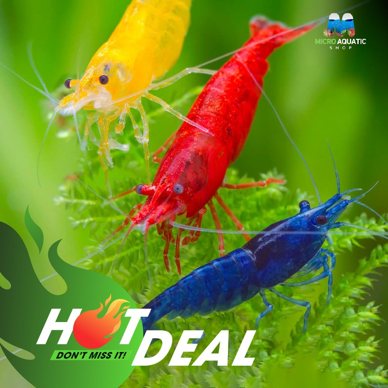 Buy 10 Get 5 Free Mix Colour Cherry Shrimp
