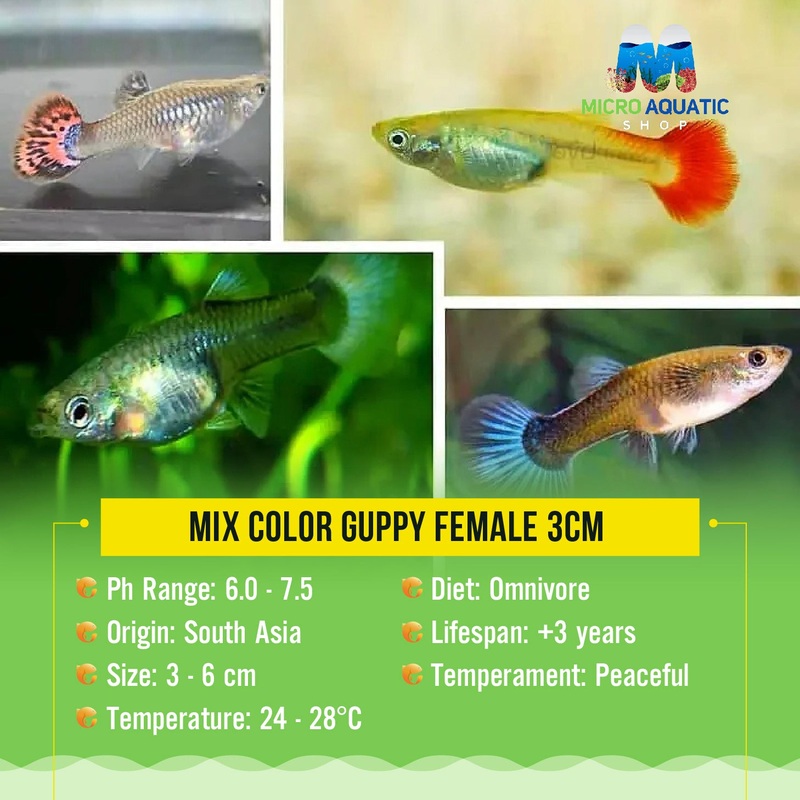 Buy 3 Get 1 Free - Mix Color Guppy Female