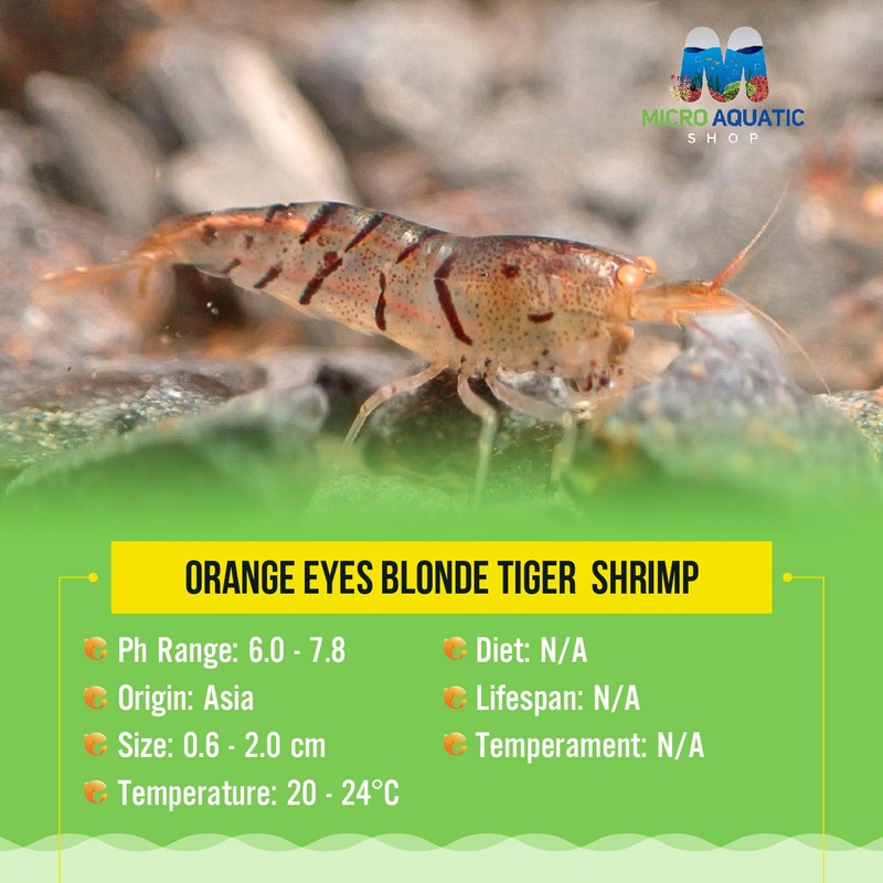Buy 3 Get 1 Free Oebt - Orange Eyes Blonde Tiger  Shrimp