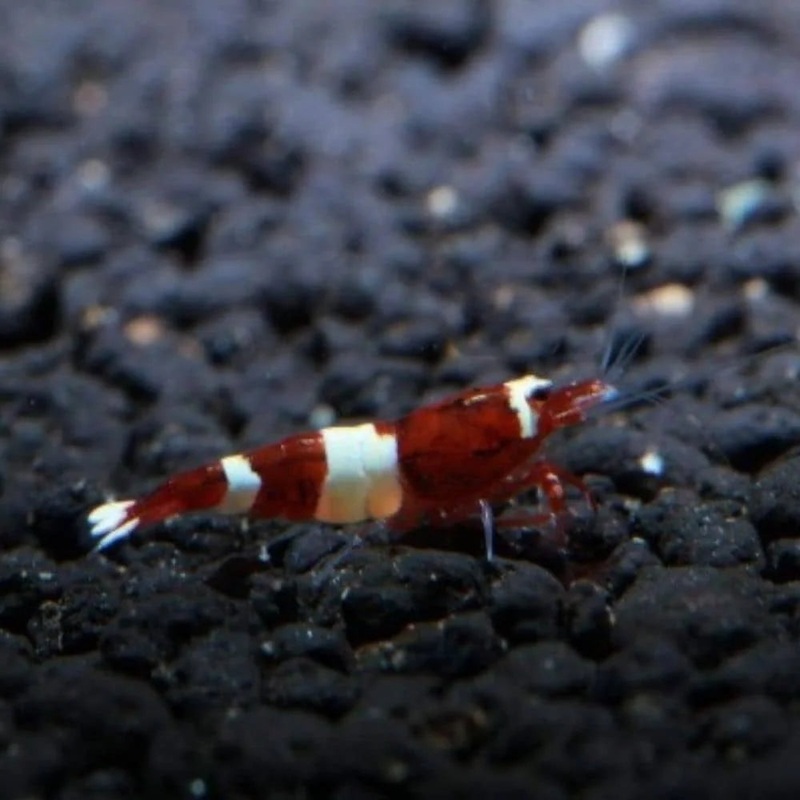 Caridina- Wine Red Shrimp
