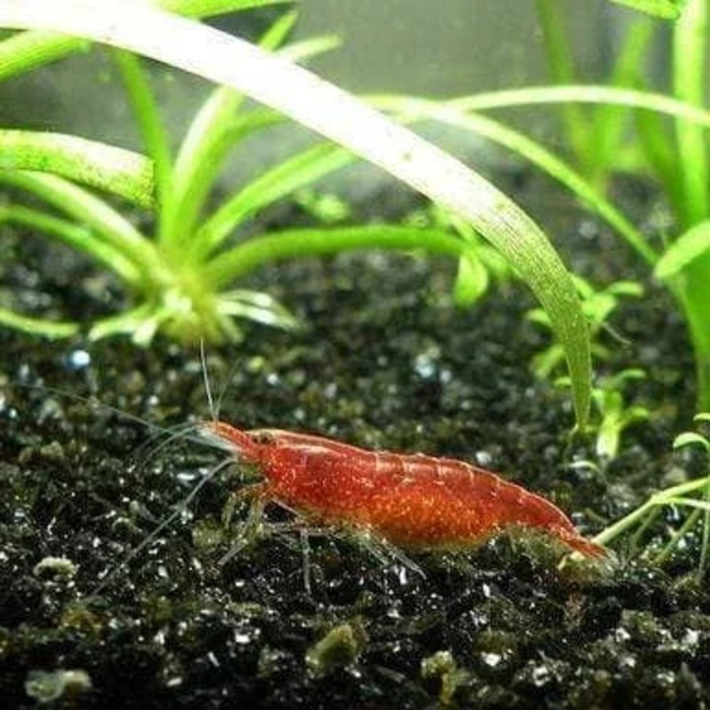 Cherry Shrimps