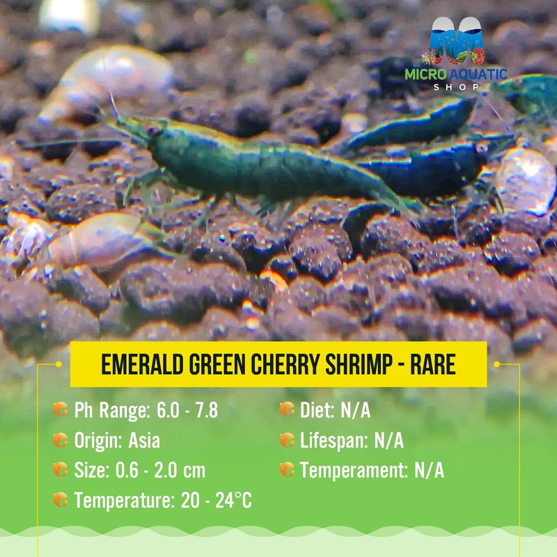 Emerald Green Cherry Shrimp - Rare
