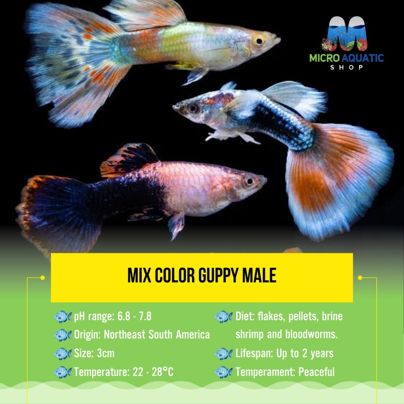 Flash Sale Guppy - Mix Color Male