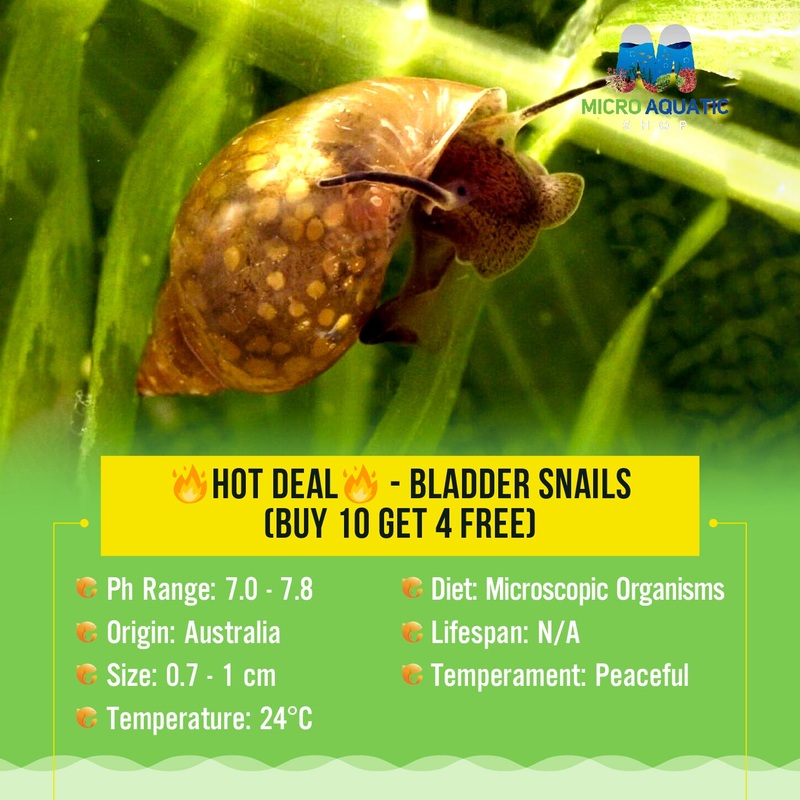 HOT DEAL - Bladder Snails (Buy 10 Get 4 Free)