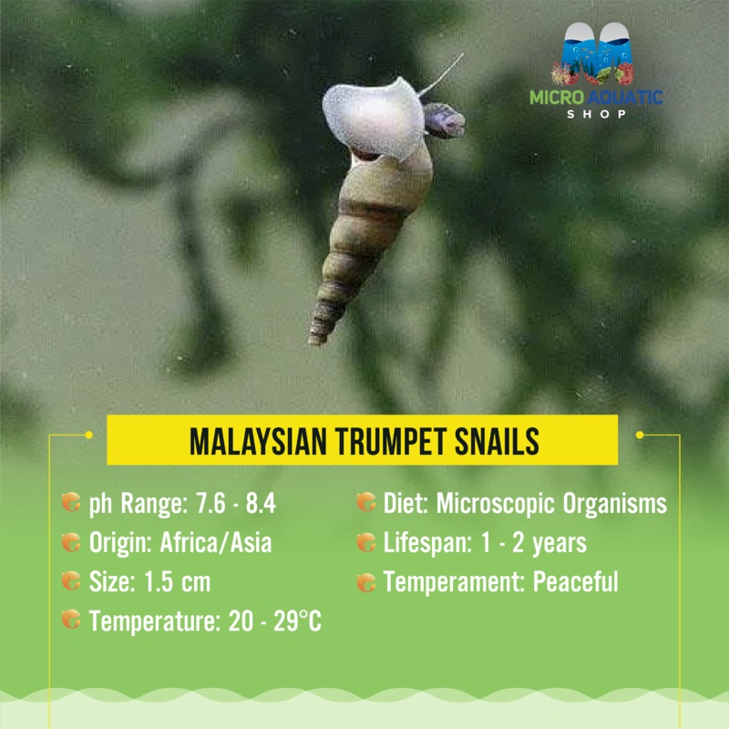 Malaysian Trumpet Snails