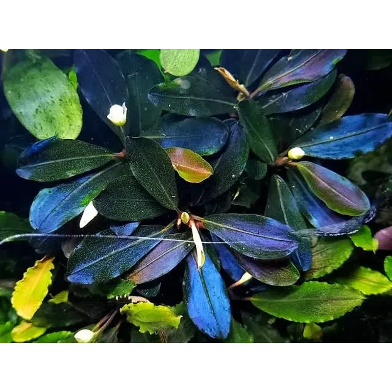 Metallic Blue Bucephalandra