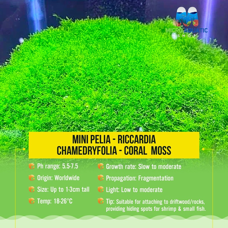 Mini Pelia - Riccardia chamedryfolia- Coral  Moss